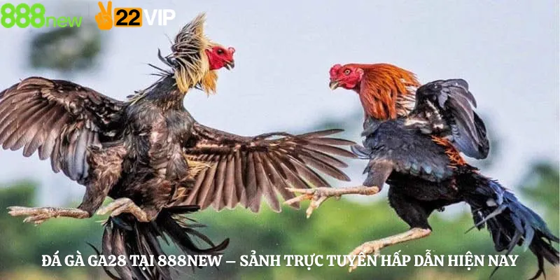 Đá Gà GA28 Tại 888new – Sảnh Trực Tuyến Hấp Dẫn Hiện Nay