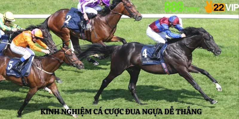 Kinh Nghiệm Cá Cược Đua Ngựa Dễ Thắng