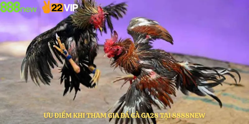 Ưu Điểm Khi Tham Gia Đá Gà GA28 Tại 8888new
